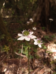 Knowltonia hepaticifolia