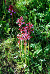 Anacamptis papilionacea papilionacea