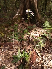 Knowltonia hepaticifolia