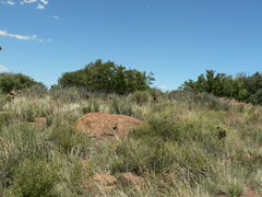 Polygala hottentotta