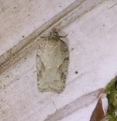 Acleris kochiella