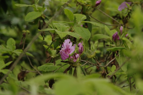 Image of Rhododendron macrosepalum by (c) Eric Knight, some rights reserved (CC BY)