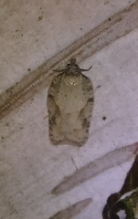 Acleris kochiella