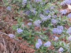 Ceanothus parryi