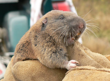 Western Pocket Gopher
