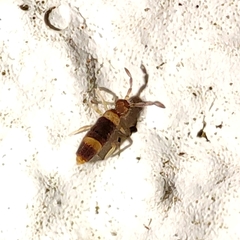 Entomobrya albocincta