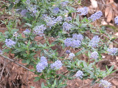 Ceanothus parryi