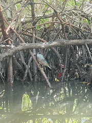 Butorides virescens image