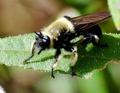 Laphria affinis