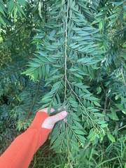 Eugenia biflora