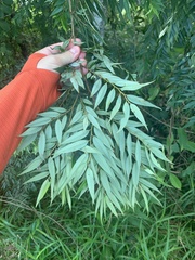 Eugenia biflora