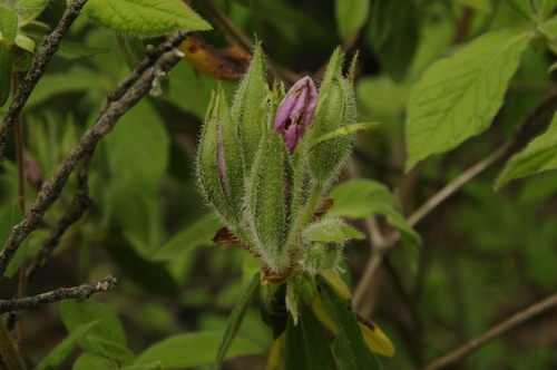 Image of Rhododendron macrosepalum by (c) Eric Knight, some rights reserved (CC BY)
