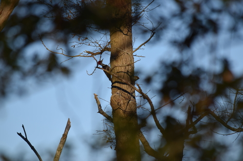 Pileated Woodpecker photographed in Delaware