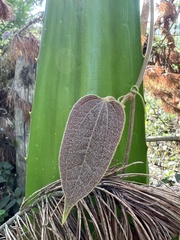 Smilax tomentosa
