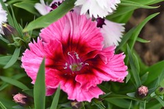 Dianthus chinensis × barbatus