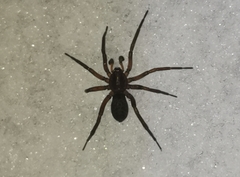 Liocranidae