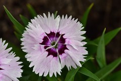 Dianthus chinensis × barbatus