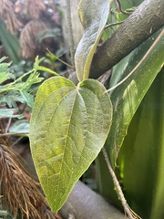 Smilax tomentosa