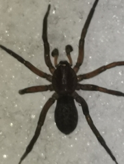 Liocranidae