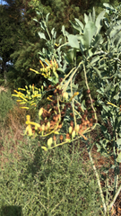 Nicotiana glauca