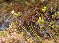 Ursinia caledonica