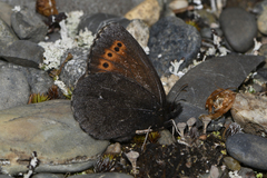 Erebia mancinus
