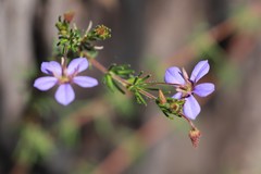 Platytheca galioides