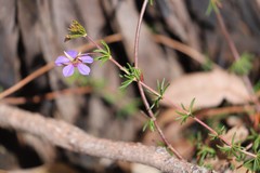 Platytheca galioides