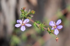 Platytheca galioides