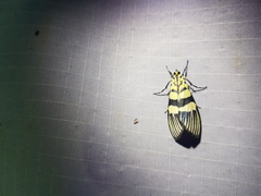 Heortia