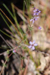 Platytheca galioides