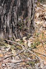 Platytheca galioides