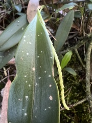 Stelis pittieri
