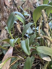 Stelis pittieri