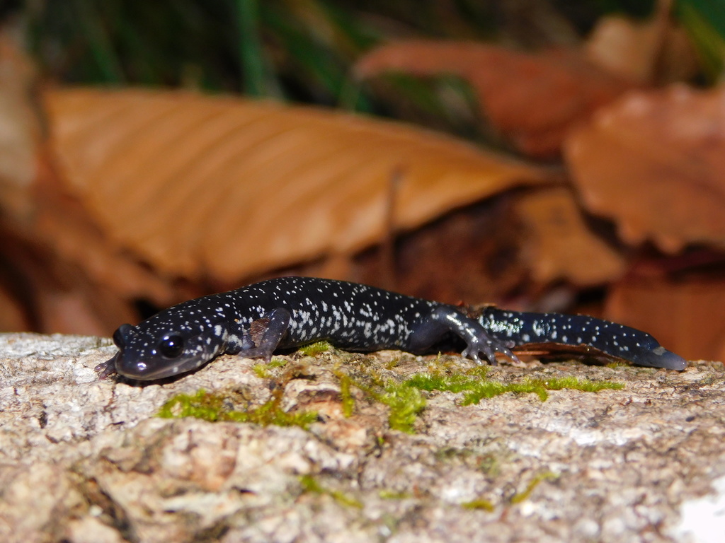 Southern Appalachian Salamander in December 2021 by dbond. Based on red ...