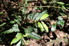 Ardisia bakeri