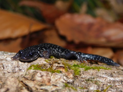 Plethodon teyahalee