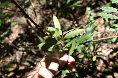Ardisia bakeri