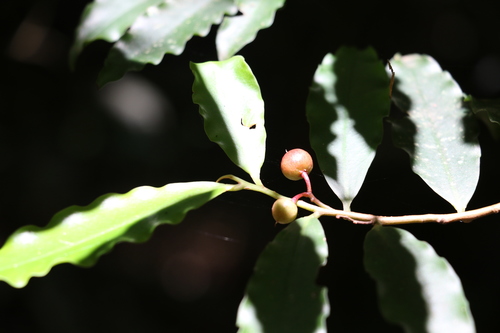 Ardisia bakeri (Ardisia bakeri)