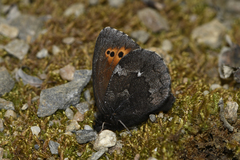 Erebia mancinus