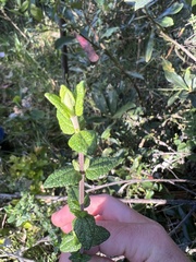 Chromolaena bullata