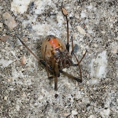 Latrodectus geometricus