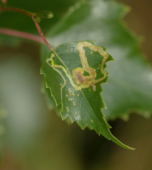 Agromyza alnibetulae
