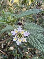 Lantana boyacana