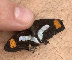 Adelpha serpa