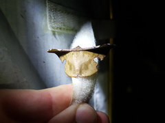 Fascellina chromataria