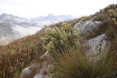 Brunia sphaerocephala