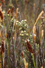 Brunia sphaerocephala