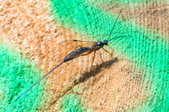 Dolichomitus imperator