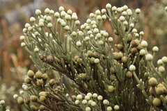 Brunia sphaerocephala